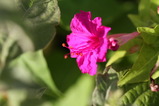 conv0001