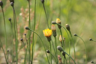 dc050806