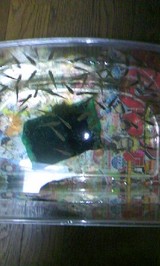 �夫�鸫�������
