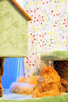 cattower