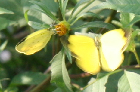 1472427c.jpg
