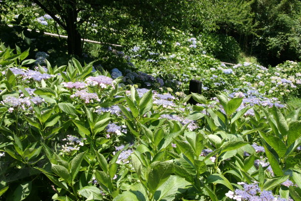 36e4386f.jpg