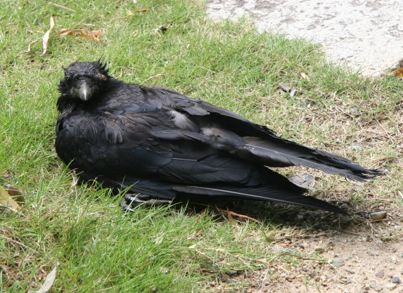 916f1a10.jpg