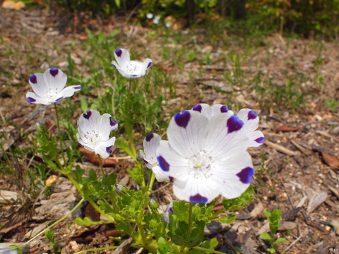 P4285574