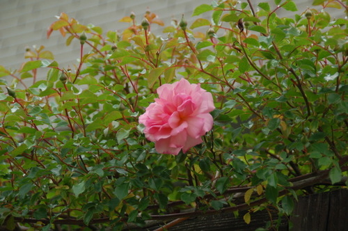 DSC_0126
