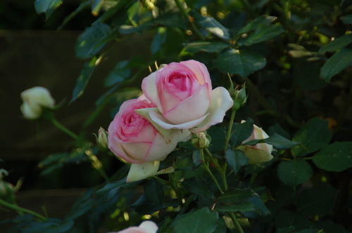 DSC_0004