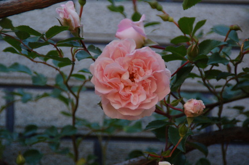 DSC_0009