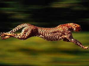 fastest-animal-580x435