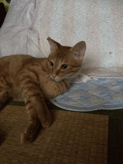 ツトム (2)_2
