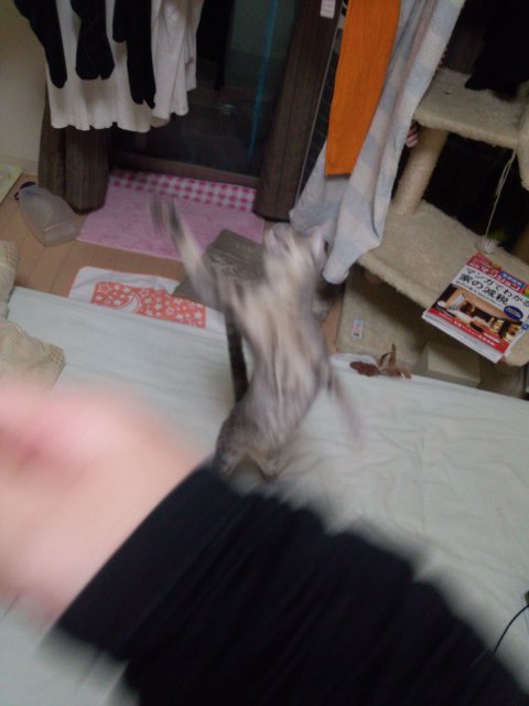りんちゃん (128)