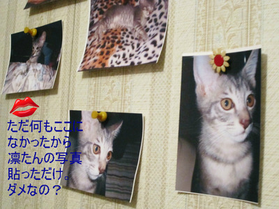 BlogPaint