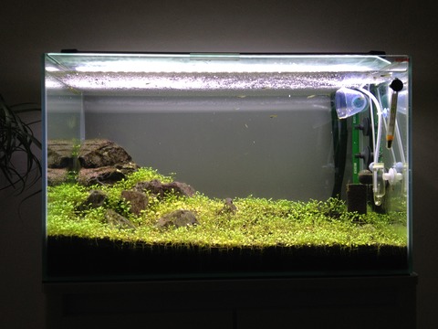 入手困難 ホワイトグロッソスティグマ ATF : （水草）初心者向け説明書付 グロッソスティグマ（水中