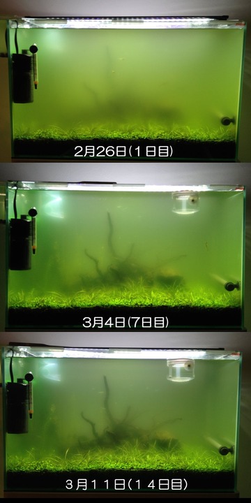 Image1