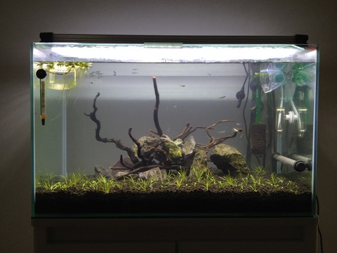 古い ブリキの水槽　ディスプレイに ea664db5-s.jpg