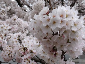 IMG_1206