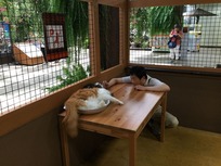IMG_0661