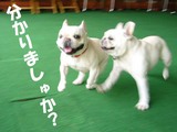 どっちだぁ〜