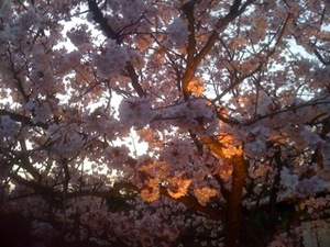 IMG_0441