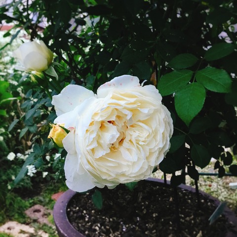 E88EBEE0-777A-4145-A261-C414C3D63C08