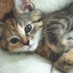 にゃんにゃん