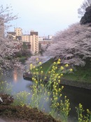千鳥ヶ淵