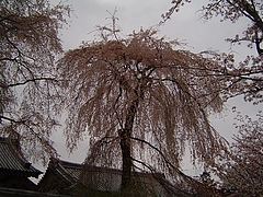 Âé¸ï»û