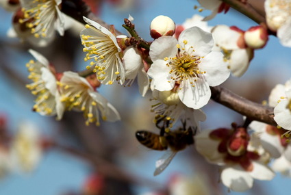 ume2