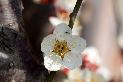 ume3