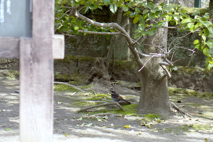 sontoku2