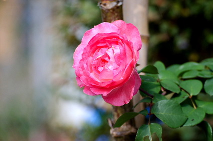 suwa11