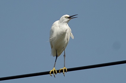 kosagi1