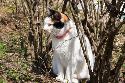 shiro0