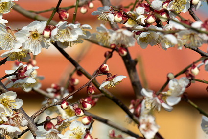 ume1