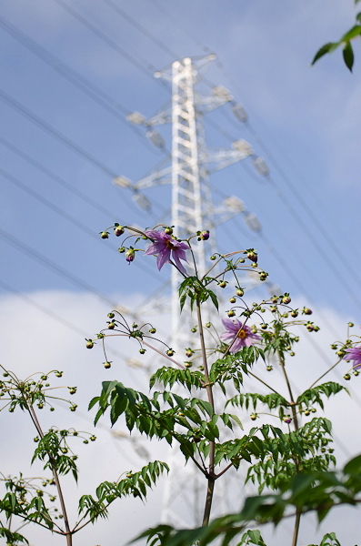 suwa2