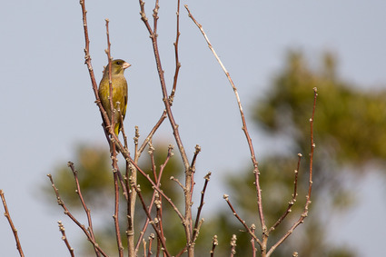 kawarahiwa0