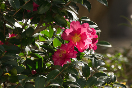 sazanka