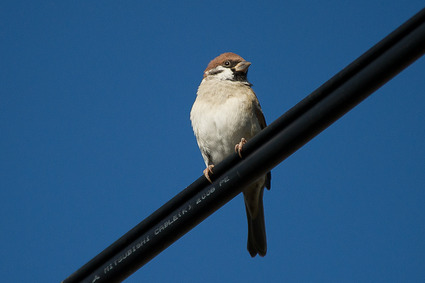 yasu4