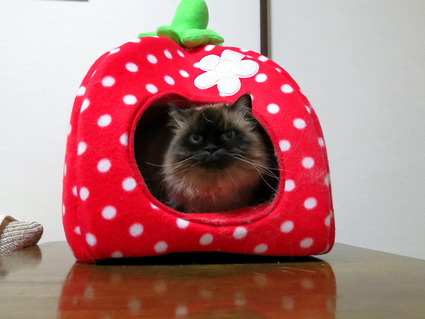 cats3