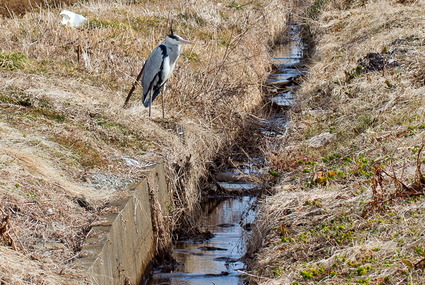 tsuru6