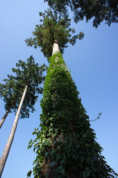 tuika3