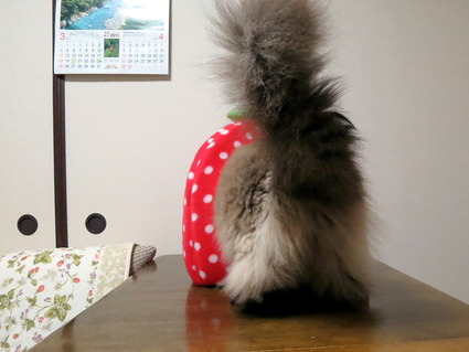 cats2