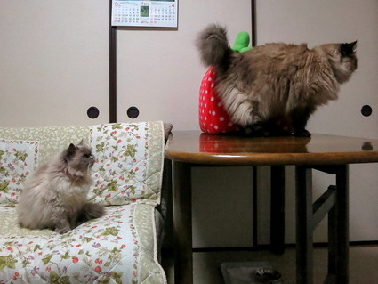 cats6