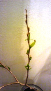 DVC00236
