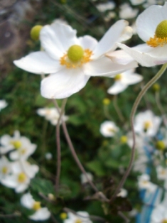 シュウメイ菊