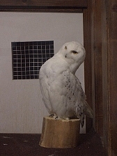 白フクロウ2