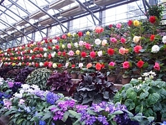 お花3