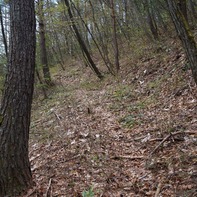 居谷里山に続く樹林帯の登山道