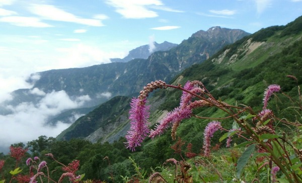 カライトソウと五竜岳(右上)&鹿島槍ヶ岳(中央)