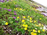 稜線は百花繚乱♪