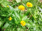 八重咲きのミヤマキンポウゲ?